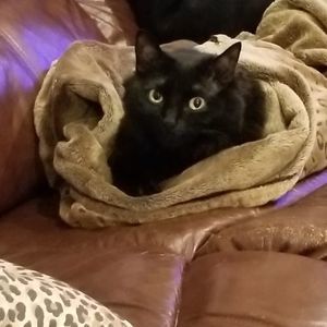 Meet your Posher, Dawn